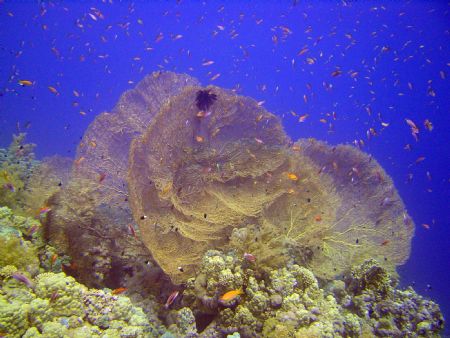 giant fans at Ras Zatar (Sharm el Sheikh-red sea) by Toldo Mario 