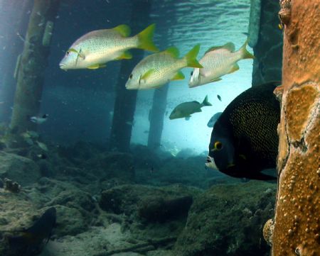 peek-a-boo... Pic of french angelfish taken on Bari reef ... by Barry Kirchner 