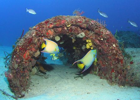 Queen Angels in the wreckage of a Florida Wreck. by Terry Moore 
