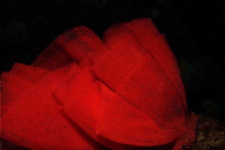 Spanish Dancer Eggs by Clive Ferreira 
