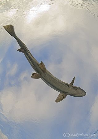 Flying fish.
Capernwray, D200 16mm.
Another cold freshw... by Mark Thomas 