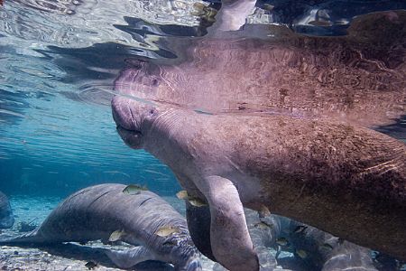 Reflections of a good time with my son snorkling with the... by Michael Shope 