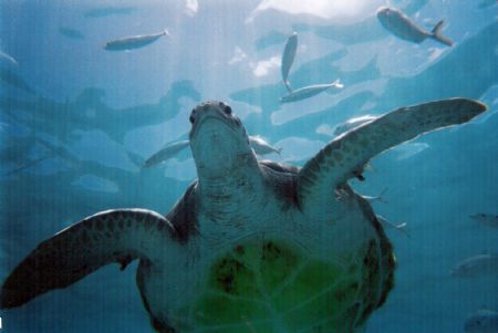 Turtle in Barbados. by Jason Taylor 