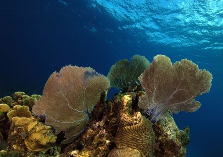 To me, this looks like a reef made out of gold. Little Ca... by Larissa Roorda 