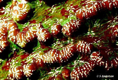 The living coral in Roatan is beautiful and have amazing ... by Steven Anderson 