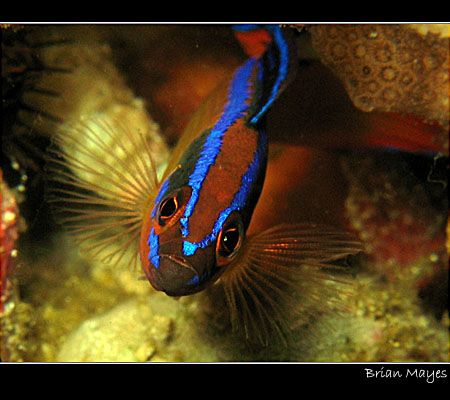 Portrait of small Arabian Bluestriped Dottyback (Pseudoch... by Brian Mayes 