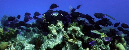 exodus...blue tangs on a seeming exodus away from Bari re... by Barry Kirchner 
