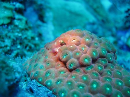 secretary blennies in a star coral, in the dive site of s... by Victor J. Lasanta Garcia 