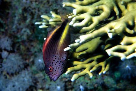 hawkfish - Nikon coolpix 5000 by Nicola Cadel 