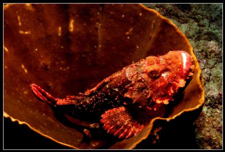 Resting Scorpio by Clive Ferreira 