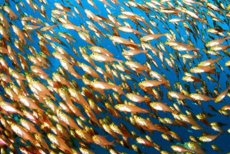 Glassfish in a cave about 5m deep by Javier Sandoval 