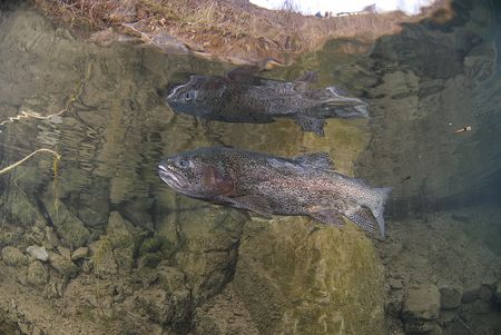 Life nearly over for one of the trout in Capernwray. D200... by Derek Haslam 