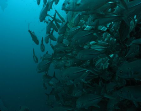 School of Jacks at Balicasag by Eugene Dee 