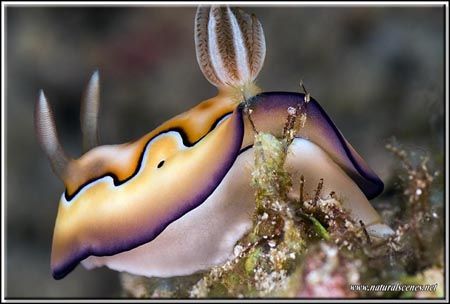 Up skirt view of a co's chromodoris; thank to those two t... by Yves Antoniazzo 