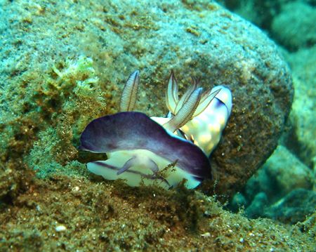 Lumpy Chromodoris: just one of many to be found in Maumer... by Rory Ferguson 