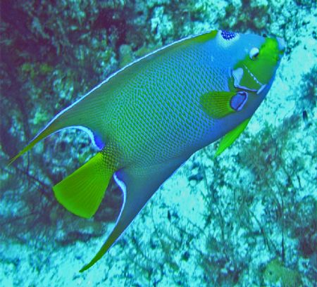 Taken in Cozumel, Sea and Sea DX-8000G. Queen Angel natur... by Garry Rogers 