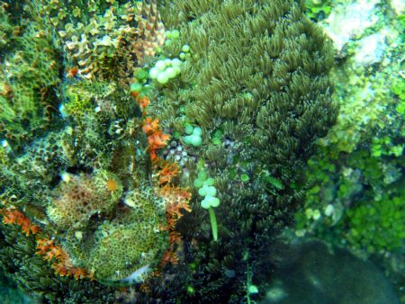 Taken in Balicasag (Panglao-Bohol), this scorpion fish wa... by Amaury Albert 