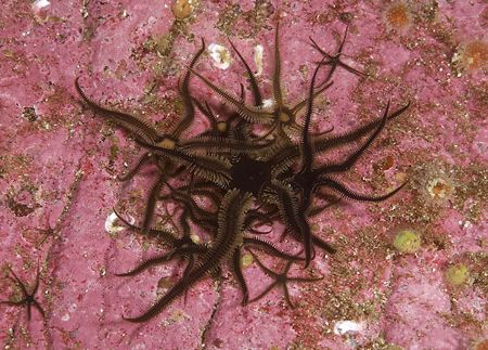 Black brittle stars. Outer Hebrides.
D200, 60mm. by Derek Haslam 