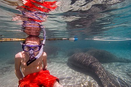 "Hey Dad were are these Manatee things anyways" I don't k... by Michael Shope 