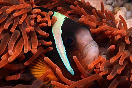 Clown fish Red Anemone Sodwana Canon 350D by Clive Ferreira 