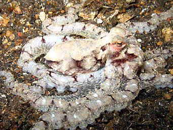 octopus by Christine Huffard 