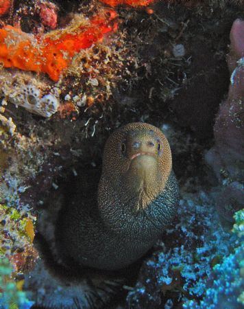 "Mr.Curious" Taken at paradise reef in Cozumel, Mx DX8000... by Troy Wegner 