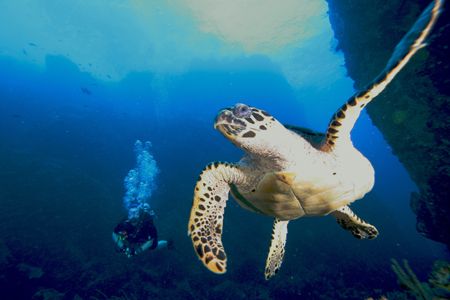 hawksbill turns away from the camera as my wife looks on. by Terry Moore 