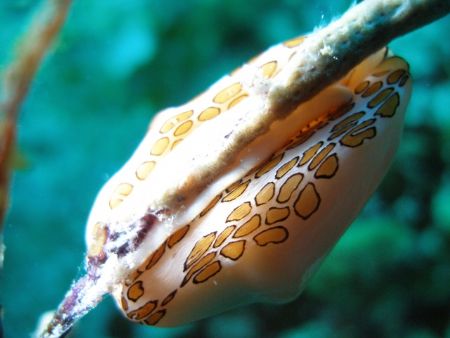 Flamingo Tongue, South of the island by Osvaldo Deleon 