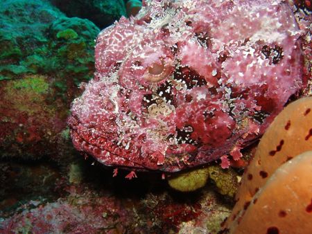 rock fish in perfect camouflage in la parguera wall at ho... by Victor J. Lasanta Garcia 