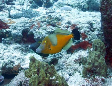 Filefish in Cozumel by Chuck Plummer 
