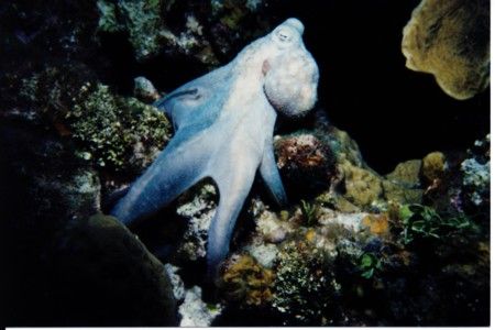 Octopus taken on a night dive near the wall in turtle bay. by Paul Chiappetta 