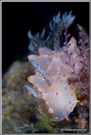 In my book this nudi is called Batangas halgerda a long n... by Yves Antoniazzo 