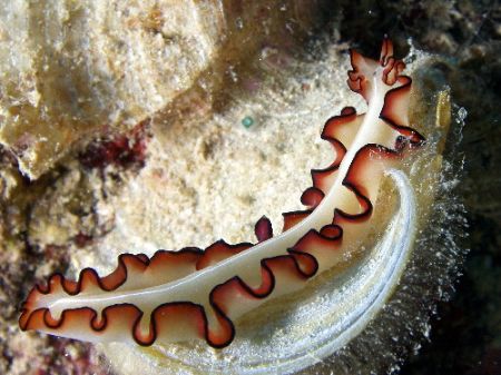 Flat Worm on Algae GBR Aust by Joshua Miles 