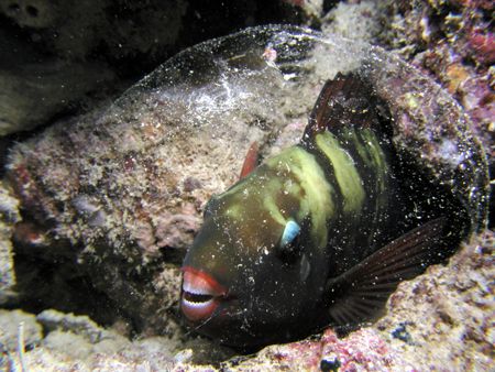 Let me sleep! I saw this parrotfish sleeping in it’s slee... by Tony Otion 
