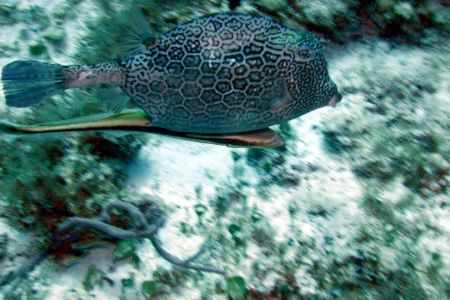 A Trunkfish trying to get a Remora unattached. Taken in C... by Chuck Plummer 