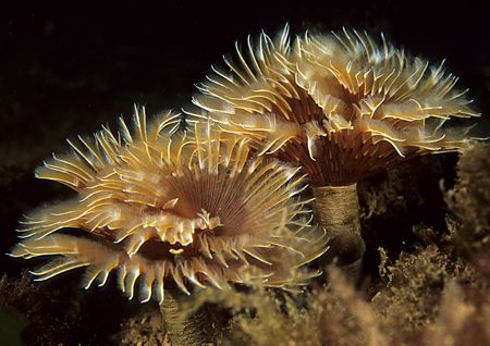 Fanworms.
Babbacombe, Devon.
F90X, 60mm. by Mark Thomas 