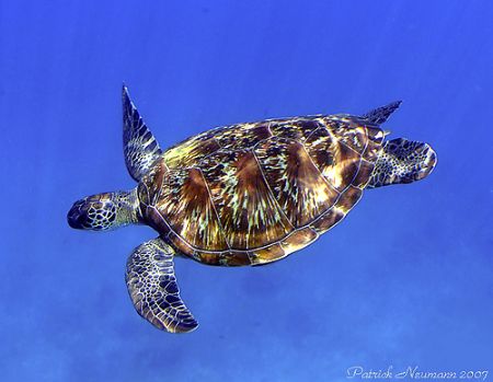 This turtle is always at the same place Similan Nr.8 bay ... by Patrick Neumann 