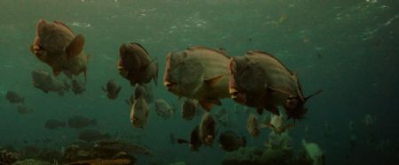Humphead Parrot fish by David Johnson 