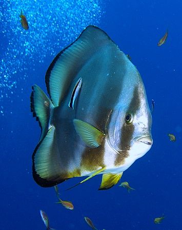 Taken at Shark reef, Ras Mohamed Park with E300 by Nikki Van Veelen 
