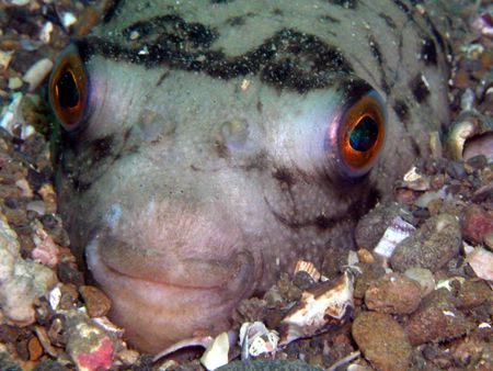 ~Smile~ You Are On Candid Camera! Takifugu niphobles or i... by Tony Otion 