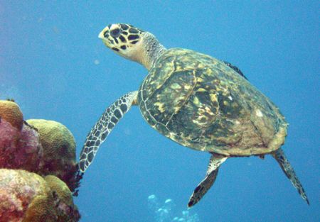 Hawksbill Baby by Lora Tucker 