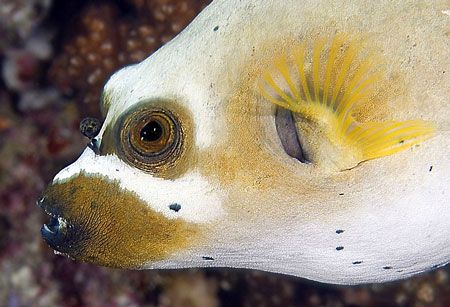 Mr. Dog-faced puffer.
Beqa, Fiji by Larissa Roorda 