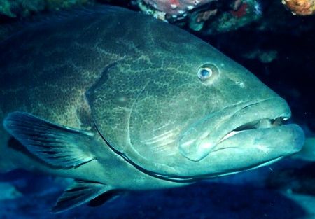 Goliath grouper close up, Cozumel.
Nikonos V 28mm lense by Marylin Batt 