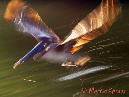 Take Off!
A brown pelican in motion by Martin Spragg 