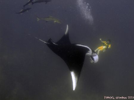 "Mantadance" i shot@Koh Bon/Similan Islands. It`s not a g... by Patrick Neumann 