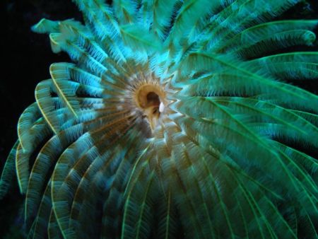 Feather Duster, Super Macro by Osvaldo Deleon 