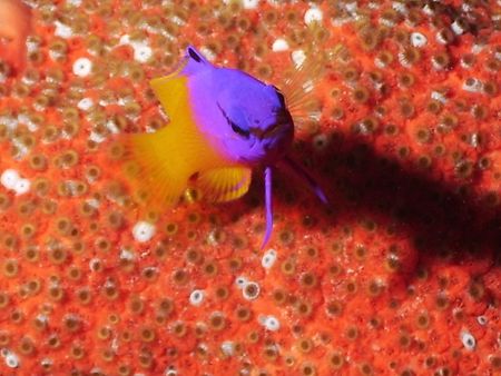 One of favorite fish, the Royal Gramma or Fairy Basselet.... by Steven Anderson 