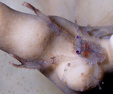 Tiny squat lobster taken on a night dive with 50mm lens a... by Nikki Van Veelen 