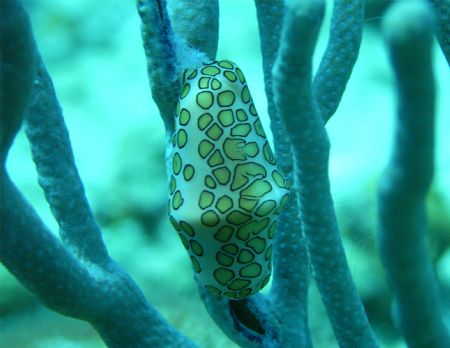 Flamingo Tounge taken in Cozumel on the Paridiso Reef. Se... by Garry Rogers 