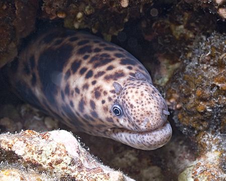 Tiger snake moray. Sharks bay. D200, 60mm. by Derek Haslam 